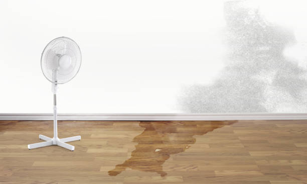 Best Mold removal after water damage  in Wayne, OH